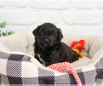 Small #3 Shih-Poo