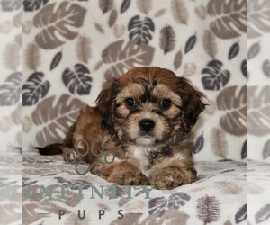 Cavachon Puppy for Sale in GORDONVILLE, Pennsylvania USA