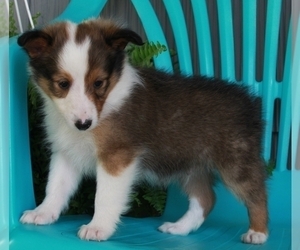 Shetland Sheepdog Puppy for sale in FREDERICKSBURG, OH, USA