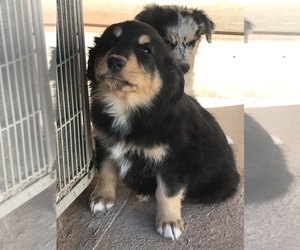 Australian Shepherd Puppy for sale in SEMINOLE, TX, USA