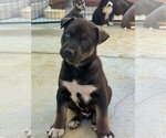 Small #4 Labrador Retriever Mix