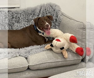 Gilligan - Male Labrador Retriever-Unknown Mix Dog for Adoption - Photo #12