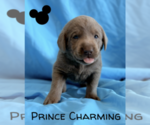Puppy Prince Charming Labrador Retriever