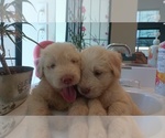 Small #5 Labradoodle