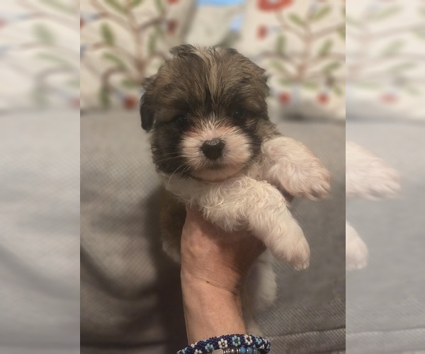 Medium Photo #18 Maltipom Puppy For Sale in HUDSON, MA, USA