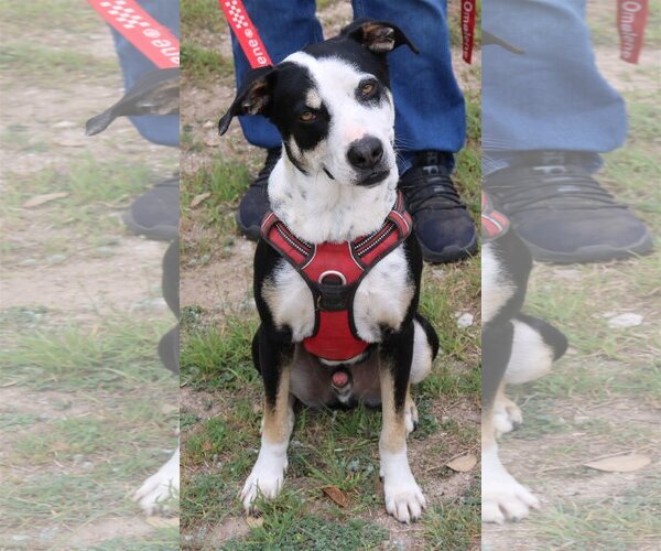 Medium Photo #1 Mutt Puppy For Sale in Bandera, TX, USA