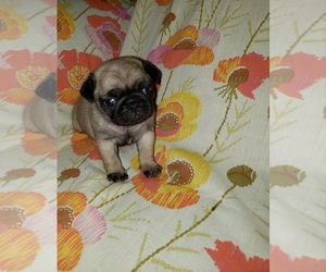 Pug Litter for sale in AIKEN, SC, USA