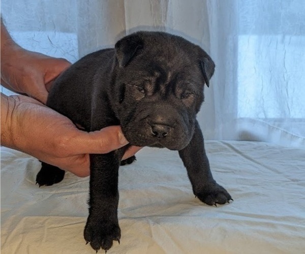 Medium Photo #2 Chinese Shar-Pei Puppy For Sale in FREMONT, IN, USA