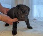 Small Photo #2 Chinese Shar-Pei Puppy For Sale in FREMONT, IN, USA