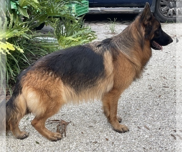Medium Photo #2 German Shepherd Dog Puppy For Sale in FORT MYERS, FL, USA
