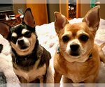 Small Photo #5 Chihuahua-Unknown Mix Puppy For Sale in Wheaton, IL, USA
