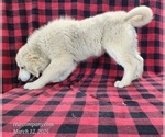 Small #2 Anatolian Shepherd