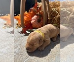 AKC Golden Retr - Male Golden Retriever Puppy for Sale - Photo #3