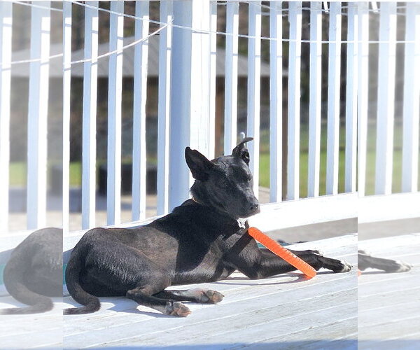 Medium Photo #8 Australian Kelpie-Unknown Mix Puppy For Sale in Rockaway, NJ, USA