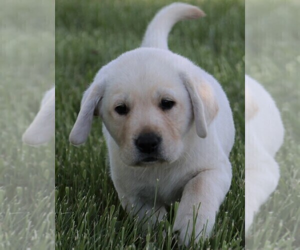 Medium Photo #32 Labrador Retriever Puppy For Sale in SYRACUSE, IN, USA