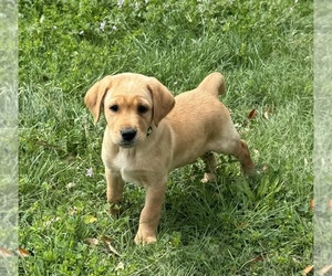 Labrador Retriever Puppy for Sale in TEMPLE, Texas USA