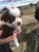 Small Photo #6 Australian Shepherd Puppy For Sale in STRAFFORD, MO, USA