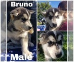Small Photo #7 Alaskan Husky Puppy For Sale in LAKEFIELD, MN, USA