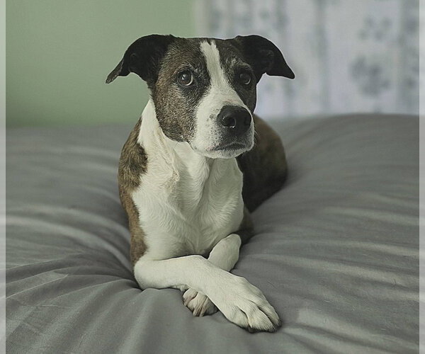 Medium Photo #1 Mutt Puppy For Sale in Greenville, SC, USA