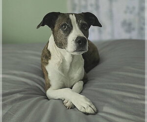 Mutt Dogs for adoption in Greenville, SC, USA