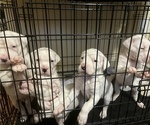 Small Photo #4 Dogo Argentino Puppy For Sale in NEWARK, NJ, USA