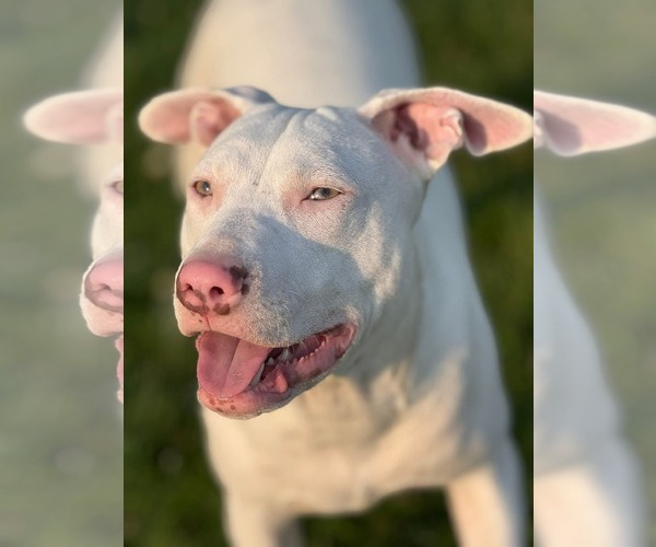 Medium Photo #2 American Pit Bull Terrier Puppy For Sale in Hillsboro, NH, USA