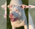 Small #1 American Pit Bull Terrier