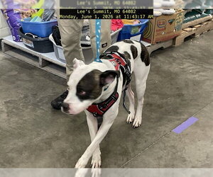 American Staffordshire Terrier-Unknown Mix Dogs for adoption in Lee's Summit, MO, USA