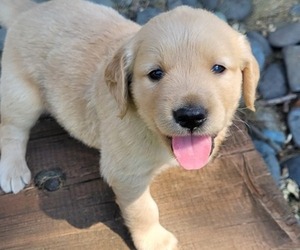 Golden Retriever Puppy for sale in LAPWAI, ID, USA