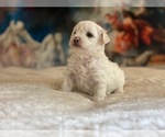 Small Photo #3 Zuchon Puppy For Sale in GALENA, NV, USA
