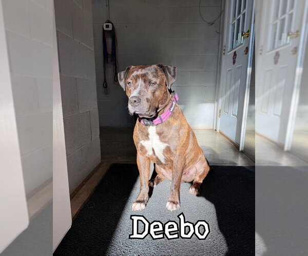 Medium Photo #10 American Staffordshire Terrier-Mastiff Mix Puppy For Sale in Port Clinton, OH, USA