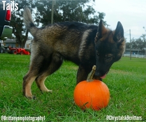German Shepherd Dog-Siberian Husky Mix Puppy for sale in MULBERRY, FL, USA