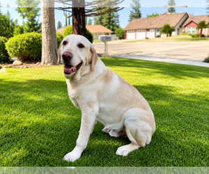 Atticus Finch - Male Labrador Retriever Dog for Adoption - Photo #2