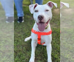 American Pit Bull Terrier Dogs for adoption in Alexandria, VA, USA