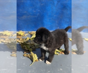 Medium Australian Shepherd-Saint Bernard Mix