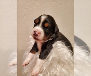 Miniature Australian Shepherd Puppy for sale in ROSEVILLE, CA, USA