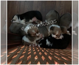 Pembroke Welsh Corgi Puppy for sale in JACKSON, OH, USA
