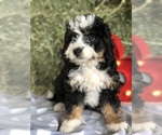 Small Photo #4 Miniature Bernedoodle Puppy For Sale in LEO, IN, USA