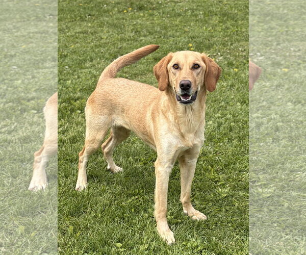 Medium Photo #2 Labrador Retriever-Unknown Mix Puppy For Sale in Jefferson, WI, USA
