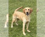 Small #1 Labrador Retriever Mix