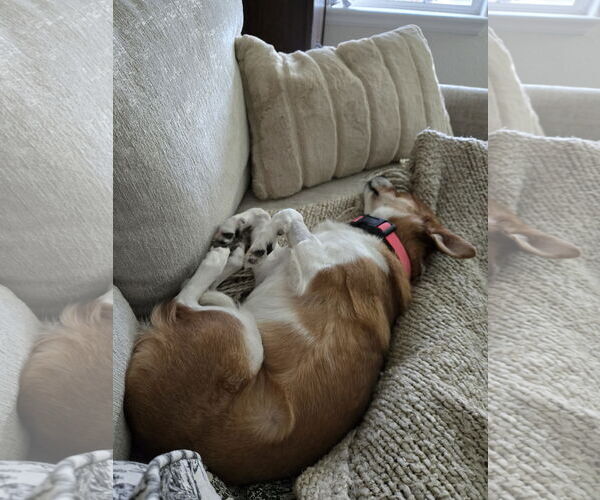 Medium Photo #9 Chihuahua-Unknown Mix Puppy For Sale in Denver , CO, USA