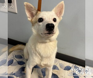 Mutt Dogs for adoption in Washington, DC, USA