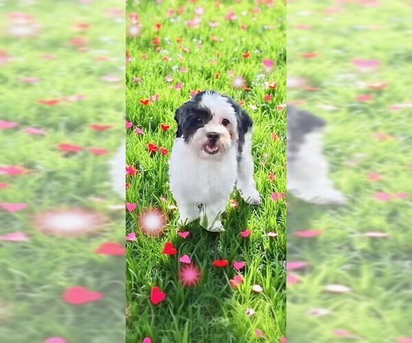 Medium Photo #8 Shih Tzu Puppy For Sale in Weston, FL, USA