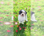 Small #7 Shih Tzu