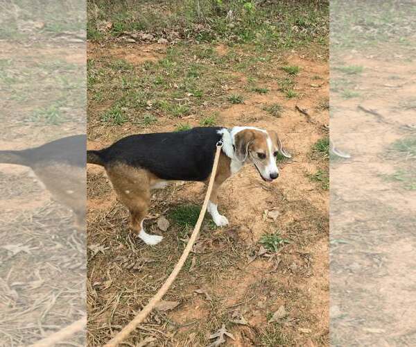 Medium Photo #2 Beagle Puppy For Sale in Rustburg, VA, USA