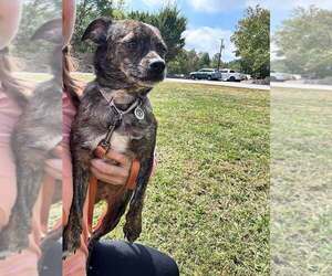 Mutt Dogs for adoption in Candler, NC, USA