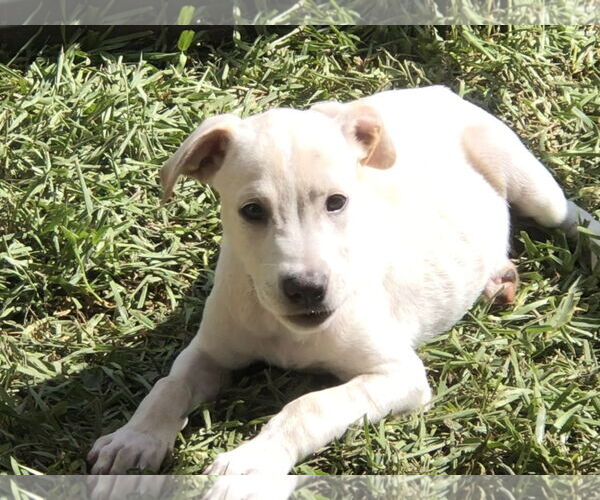 Medium Photo #5 Labrador Retriever-Unknown Mix Puppy For Sale in The Woodlands, TX, USA