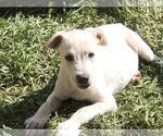 Small #4 Labrador Retriever Mix