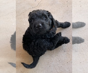 Goldendoodle Puppy for sale in ORO VALLEY, AZ, USA