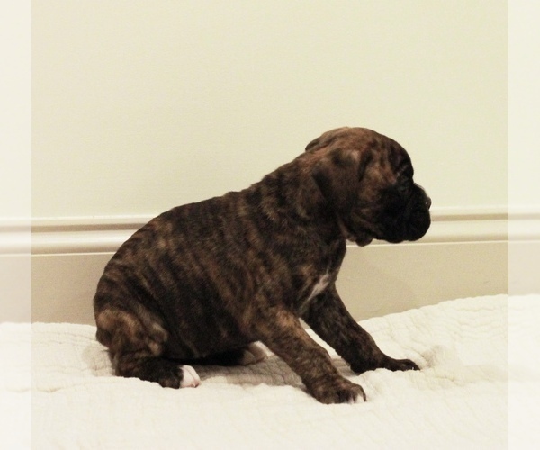 Medium Photo #3 Boxer Puppy For Sale in DENVER, PA, USA